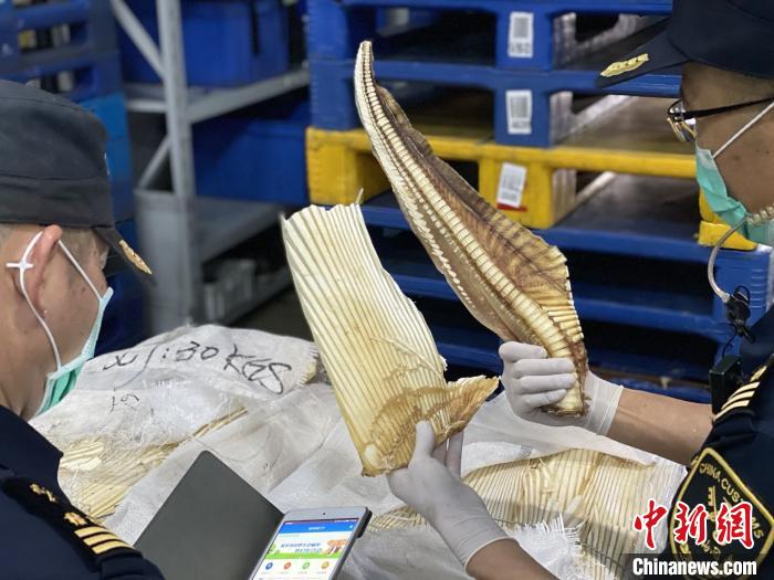 厦门海关破获走私濒危物种深海长尾鲨案