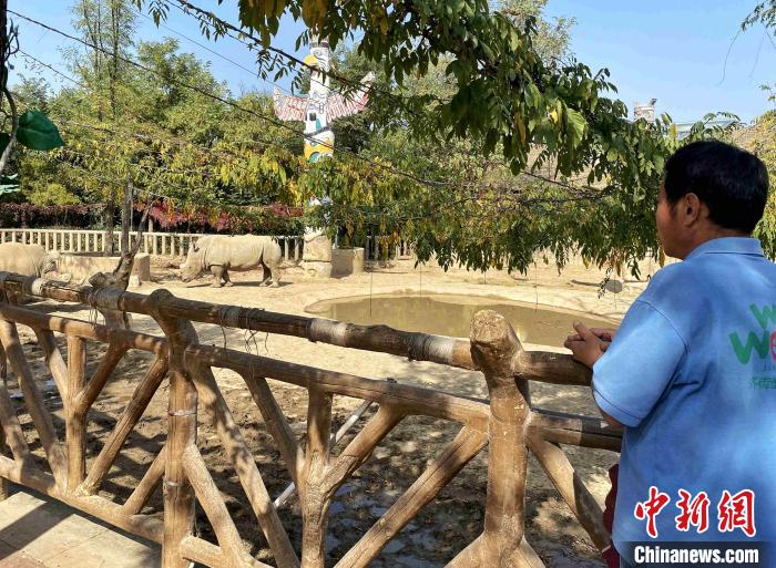 中国江北首只南非双角白犀牛在济南繁育成功健康状况良好