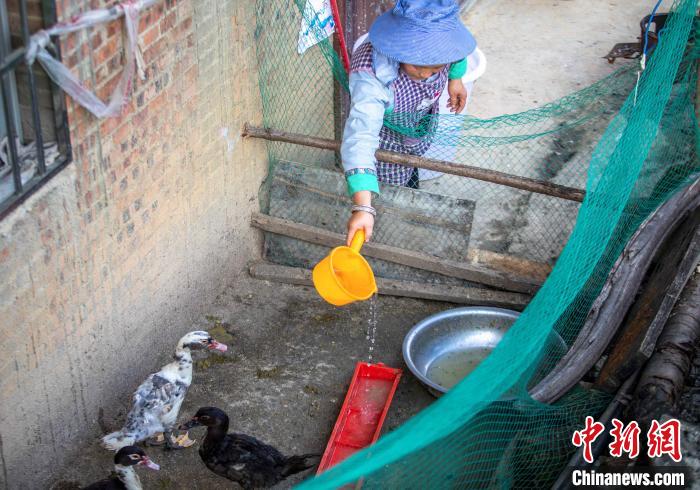 “脱贫鸭”赴黔记：扶贫能手解“吃肉”难题