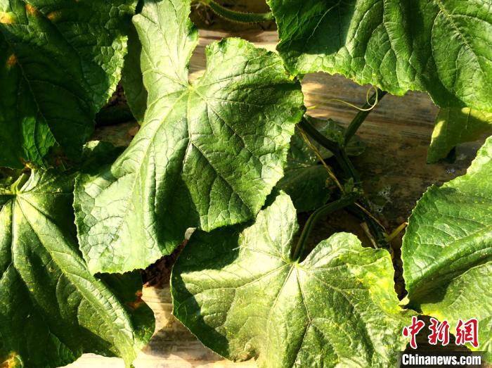 甘肃研中草药制剂防治黄瓜白粉病技术拓中药材种植增效新径