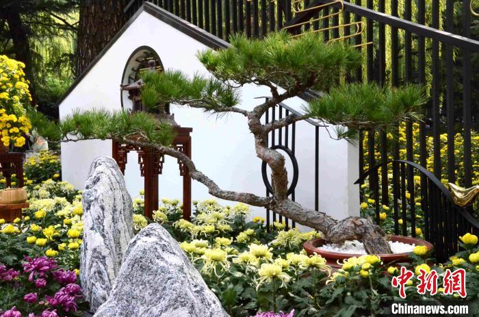 济南趵突泉金秋菊展开幕名泉古雅建筑艳遇菊花盛宴
