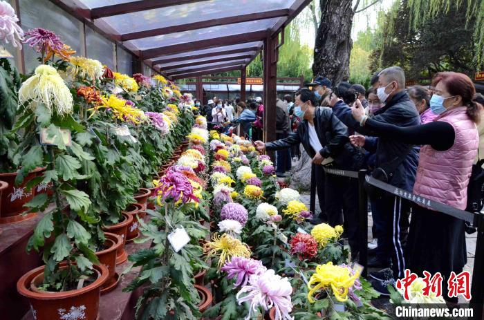 济南趵突泉金秋菊展开幕名泉古雅建筑艳遇菊花盛宴