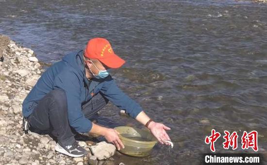 新疆巩乃斯河放流4万尾优质鱼苗补充鱼类资源