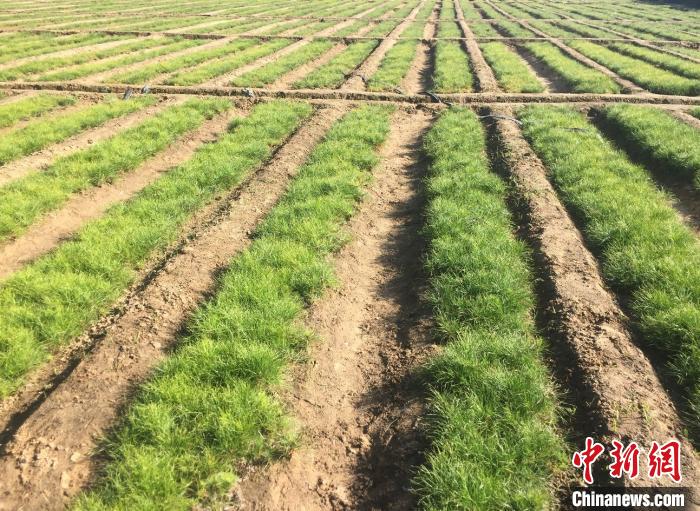 山西生态扶贫：“绿水青山”成民众致富增收“靠山”