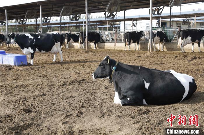 西部小城治沙记：从“谈沙色变”到“点沙成金”