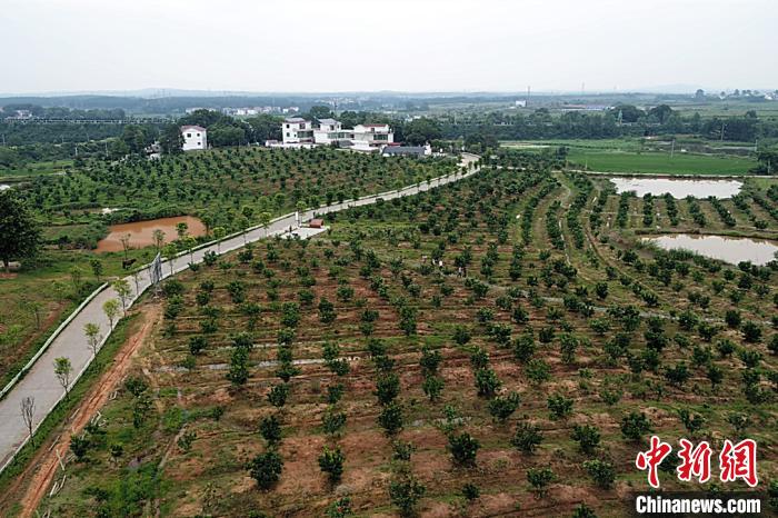 江西农村脱贫攻坚见闻：产业果飘香旧村换新颜