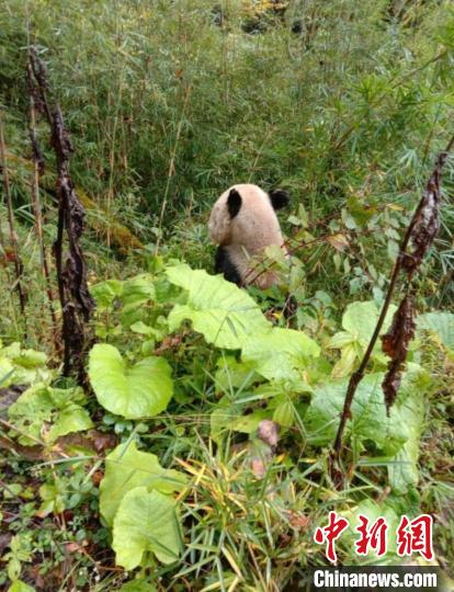 大熊猫国家公园雅安宝兴片区今年第7次发现野生大熊猫出没