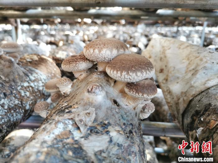 “十户联体”聚力嬗变山西交口探寻乡村振兴“密码”