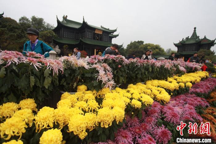 扬州瘦西湖菊花盛会如约而至近千品种菊花争相绽放