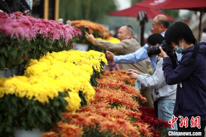 扬州瘦西湖菊花盛会如约而至近千品种菊花争相绽放