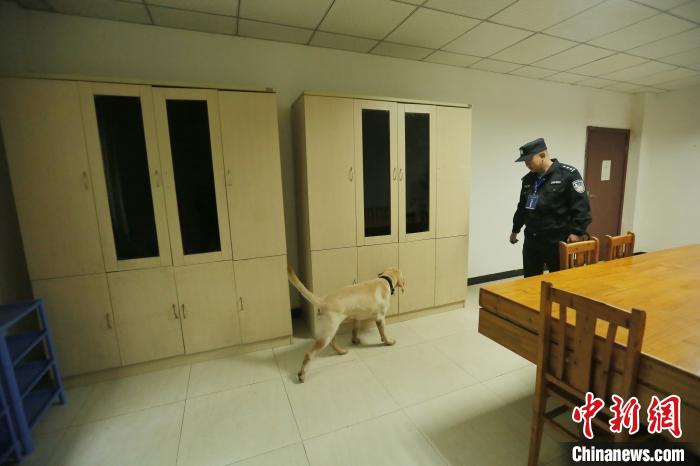 重庆公安开展警犬技术实战比武21条“警汪”秀搜爆绝技