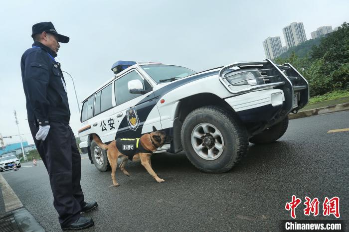 重庆公安开展警犬技术实战比武21条“警汪”秀搜爆绝技
