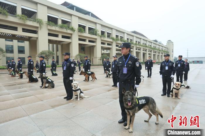 重庆公安开展警犬技术实战比武21条“警汪”秀搜爆绝技