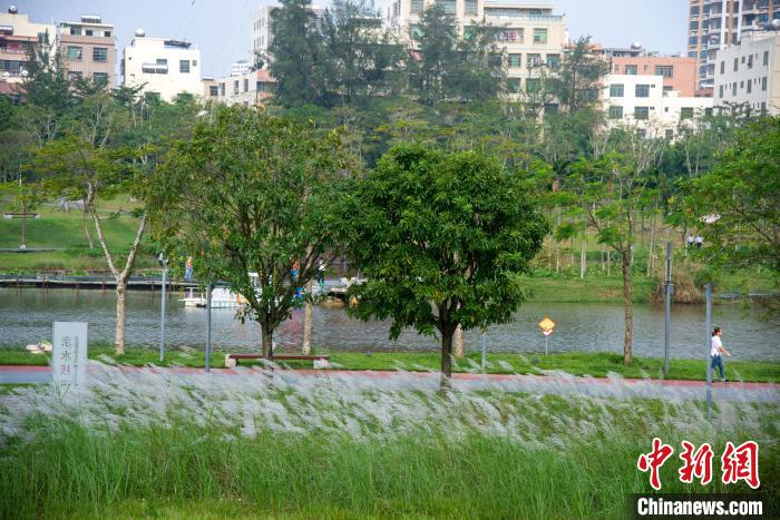 海口污水河蝶变湿地公园水清岸绿白鹭飞