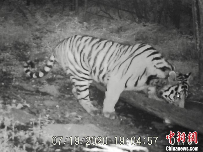 东北虎豹国家公园再现虎踪东京城局首次拍到影像