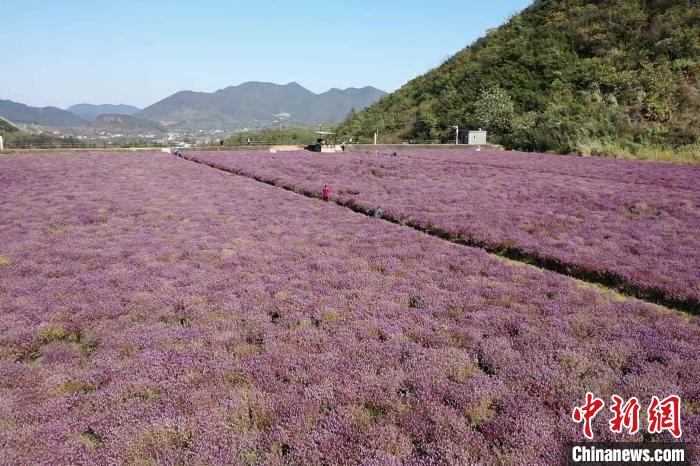 安徽铜陵：昔日废弃尾矿库今日“网红打卡地”