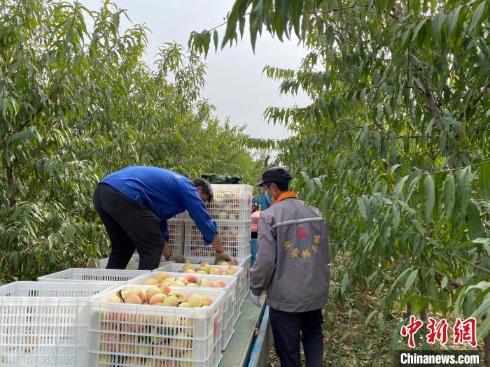 探访河北阜城“种养结合”生态循环特色产业