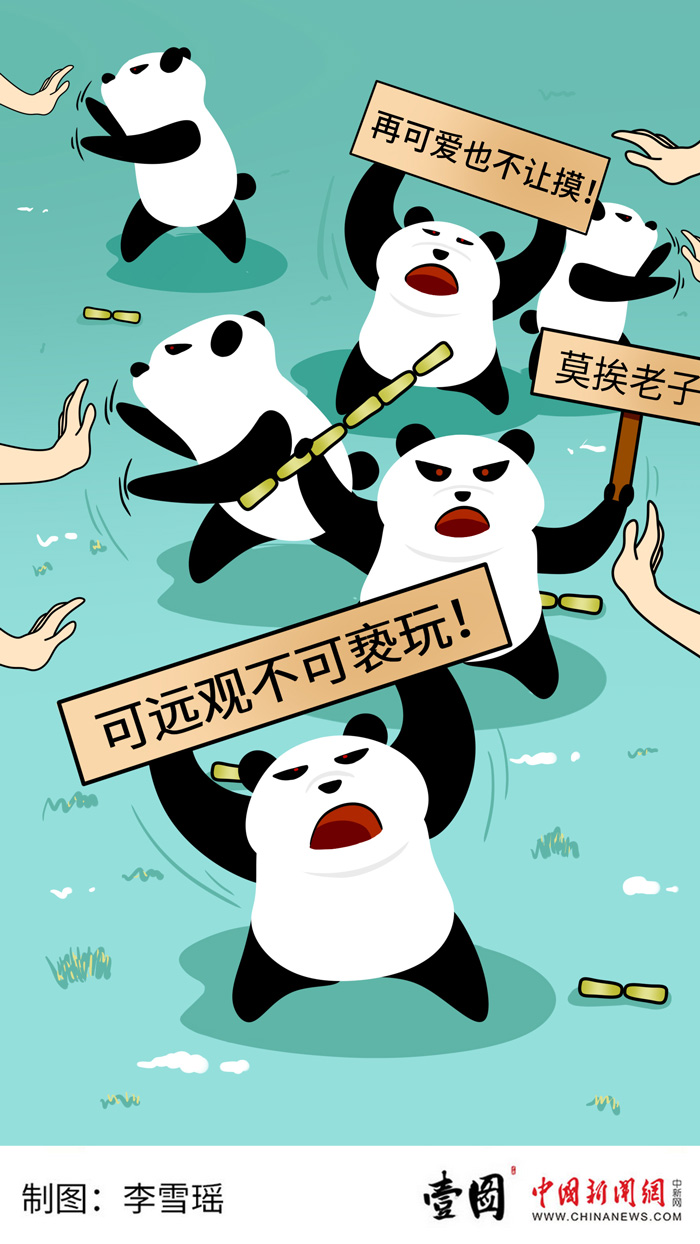 壹图|大熊猫：我再可爱你也不能乱摸！