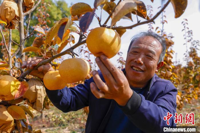 山西屯留村支书带头农业调产黄土地里“新作物”助农增收