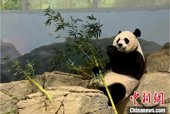 中国大熊猫保护研究中心：旅美大熊猫“美香”身体健康状况恢复明显