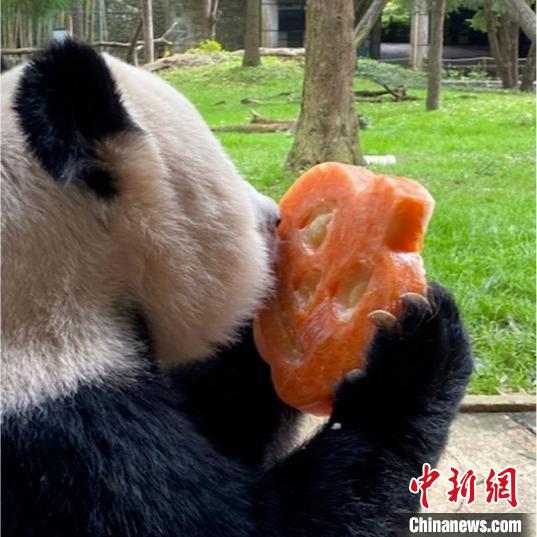 中国大熊猫保护研究中心：旅美大熊猫“美香”身体健康状况恢复明显