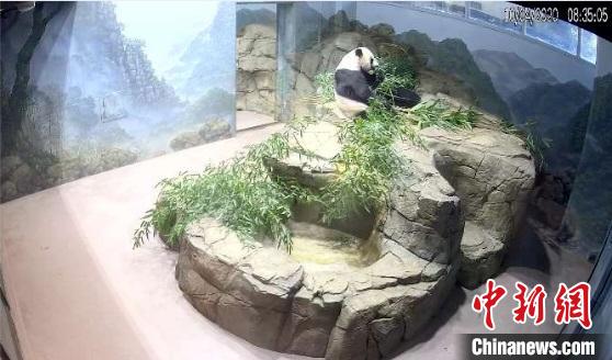 中国大熊猫保护研究中心：旅美大熊猫“美香”身体健康状况恢复明显