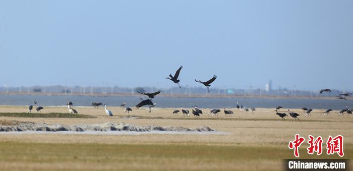 “八百里瀚海”今不在“中国白鹤之乡”重现鹤舞盛况
