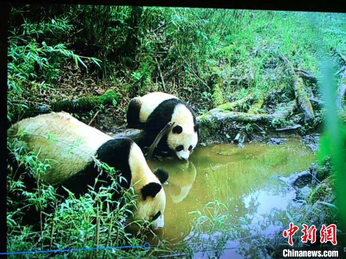 大熊猫国家公园雅安蜂桶寨片区：拍摄到野生大熊猫母子喝水画面
