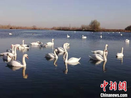 新疆迎来大批疣鼻天鹅“回家”越冬