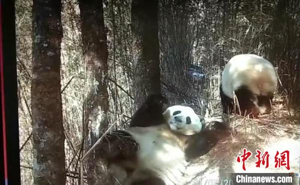 四川平武：透视相机拍下野生雌雄大熊猫同框四肢舞动像在逗乐同伴