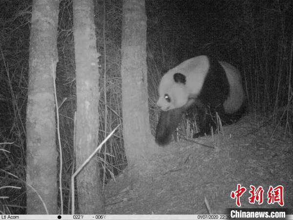 四川平武：透视相机拍下野生雌雄大熊猫同框四肢舞动像在逗乐同伴