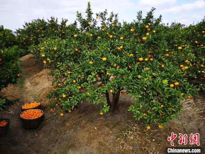 中国农科院柑桔研究所：中国是世界蜜橘的起源地