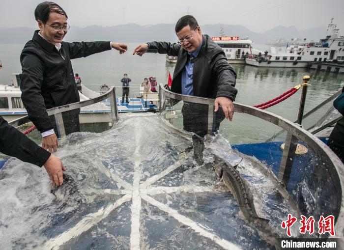 湖北宜昌：2500尾中华鲟、长江鲟“回家”