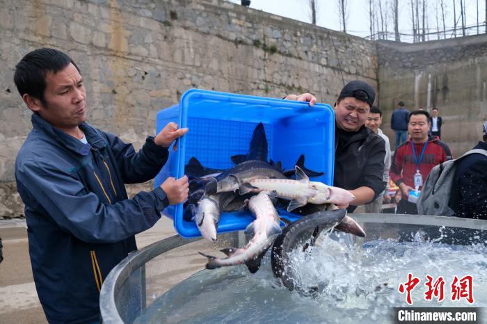 湖北宜昌：2500尾中华鲟、长江鲟“回家”