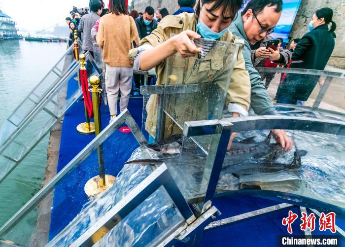 湖北宜昌：2500尾中华鲟、长江鲟“回家”