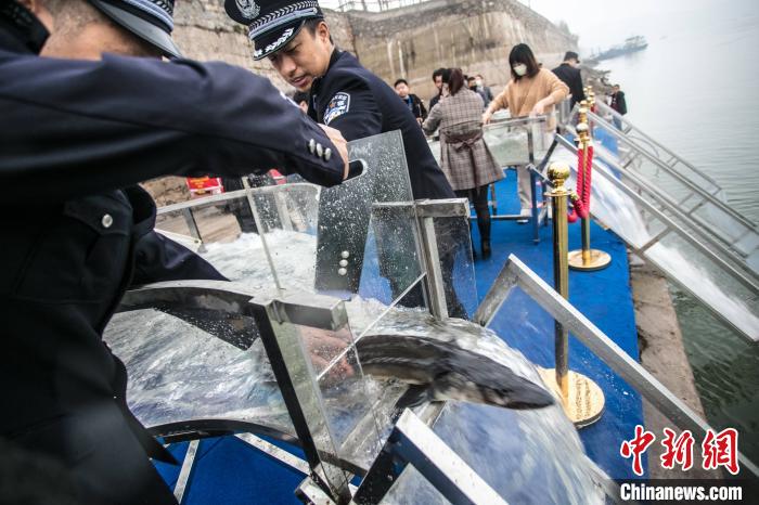 湖北宜昌：2500尾中华鲟、长江鲟“回家”