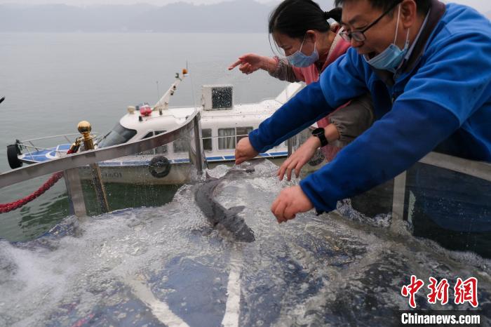 湖北宜昌：2500尾中华鲟、长江鲟“回家”