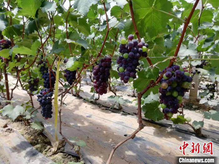山西黎城五保户老人脱贫：感恩受助用义务劳动情暖乡村