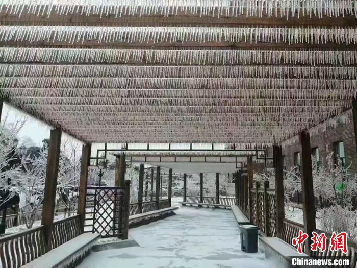 长春冻雨致“草木皆冰”气象专家揭秘成因