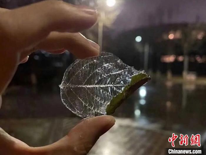 长春冻雨致“草木皆冰”气象专家揭秘成因