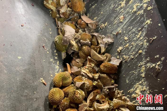 广西无害化销毁20吨涉嫌走私入境榴莲