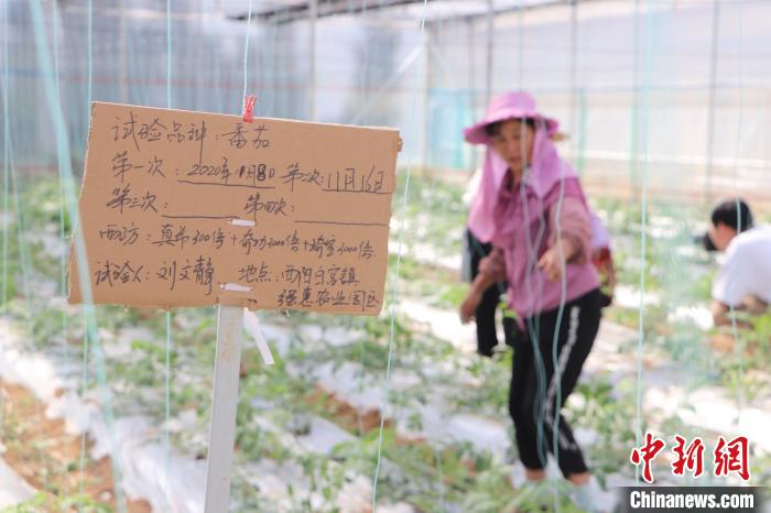 梅州梅江区太平村：现代化农业种植铺就脱贫致富路