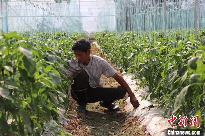梅州梅江区太平村：现代化农业种植铺就脱贫致富路