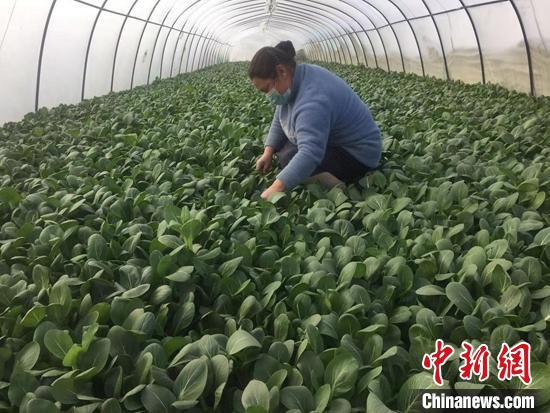 新疆和田：沙丘上建起新村贫困户变种植能手