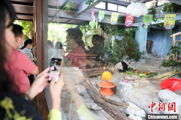 大熊猫兄弟贡贡、舜舜“落户”海南两周年