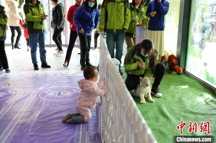 孩子王PK百兽之王常州动物世界举行别开生面爬行大赛