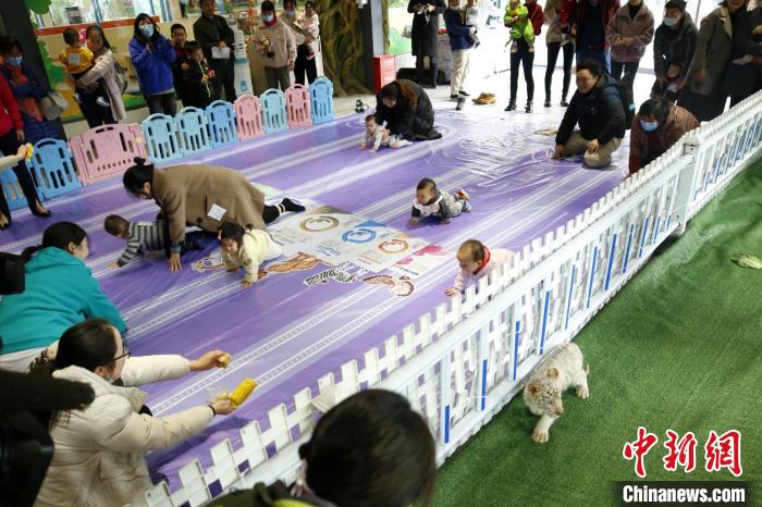 孩子王PK百兽之王常州动物世界举行别开生面爬行大赛