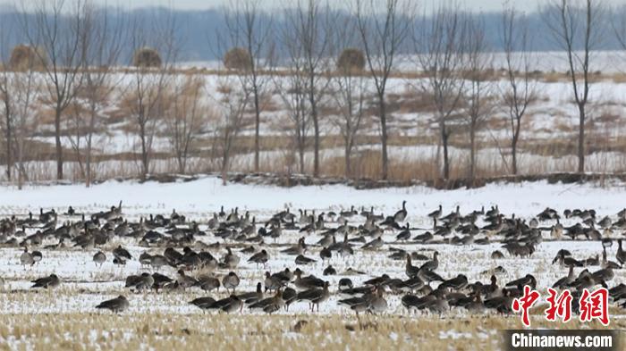 大批候鸟飞越中俄边境南迁：中国觅食区不断扩大