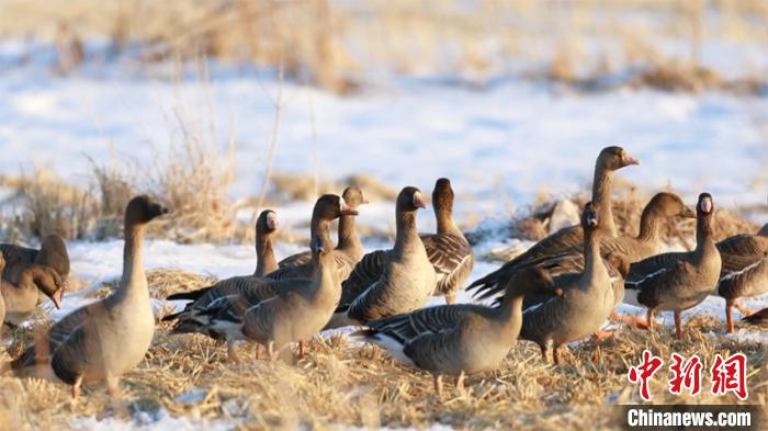 大批候鸟飞越中俄边境南迁：中国觅食区不断扩大
