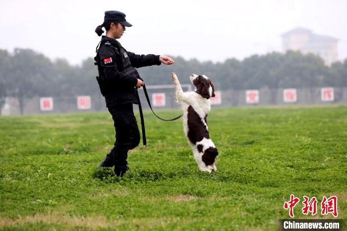 湖北襄阳23岁带犬女警：希望早日训导出功勋犬